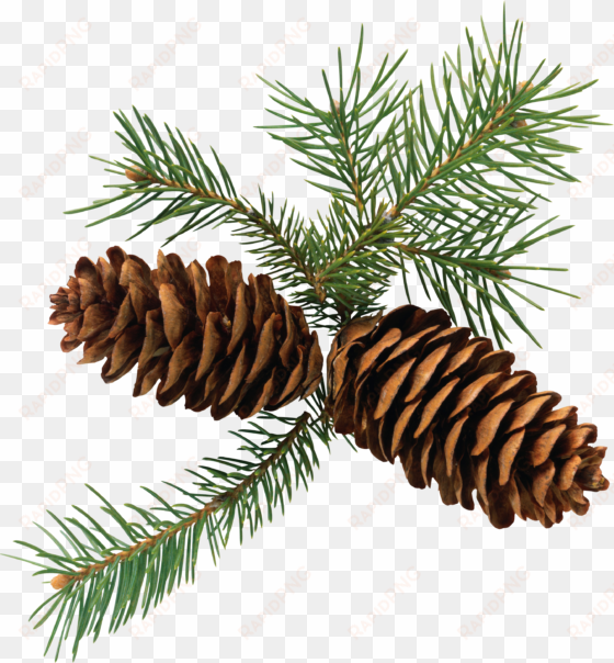 pine cone branch png - pine cone clipart free