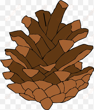 pine cone - lodgepole pine