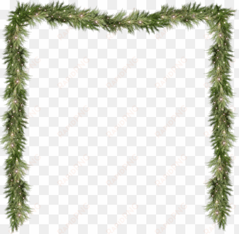 pine png pine branch png pine branch - pine