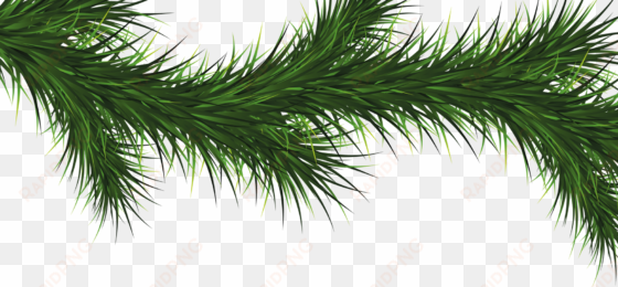 pine tree branch png