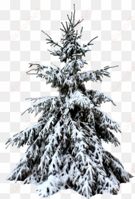 pine tree png snow - christmas tree