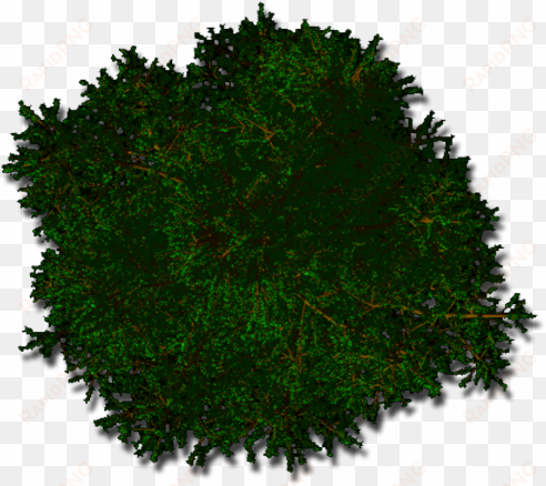 pine tree top view png - photograph