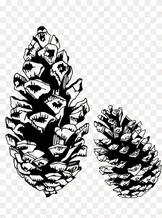 pinecones - conifer cone