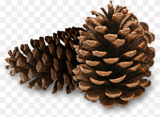 pinecones - pine cones