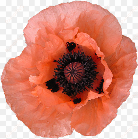 pink 3 peach png transparent poppy salmon transparent - poppy