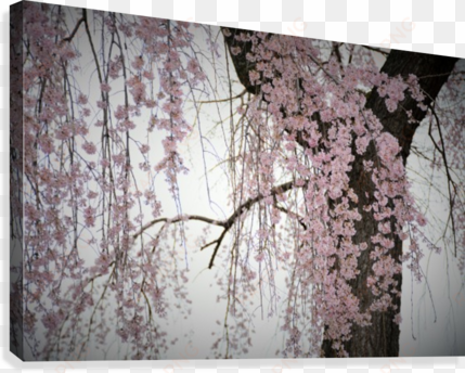 pink cherry blossom tree photograph canvas print - canvas print
