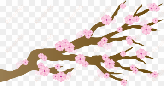 pink cherry blossoms japanese draft free image clipart - cherry blossom