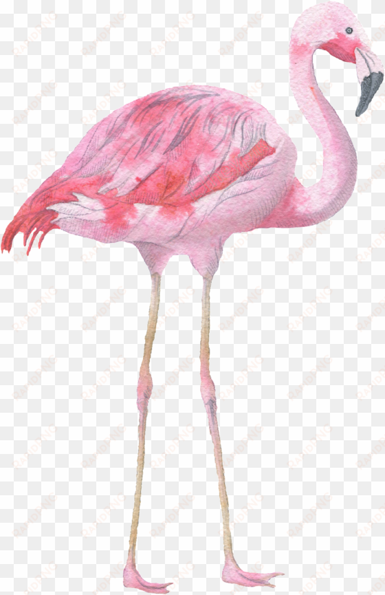 pink flamingo watercolor transparent decorative pattern - flamingo - pink bird - animal on white background canvas