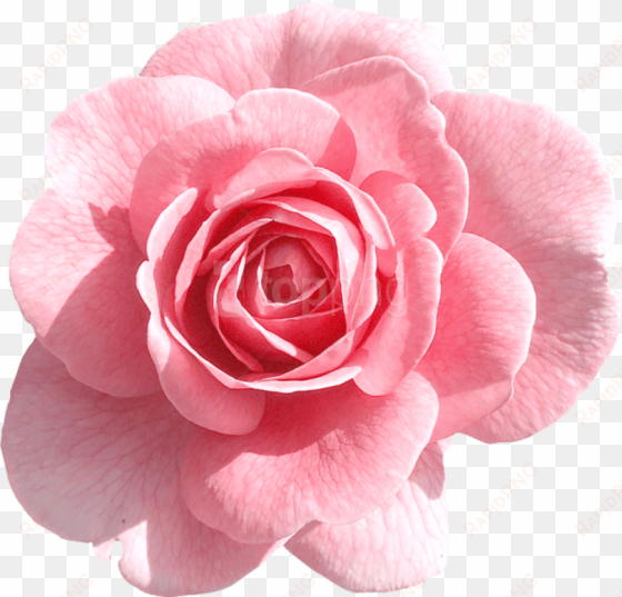 pink flowers png image - rose pink png
