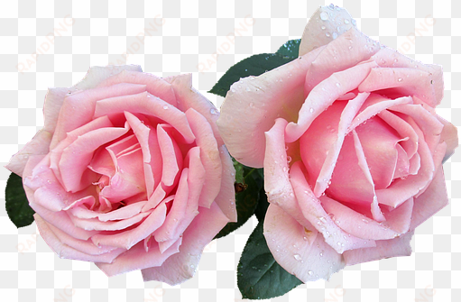 pink, perfumed, rose, cut, out - zazzle personalisiertes hochzeits-acryl-serviertablett
