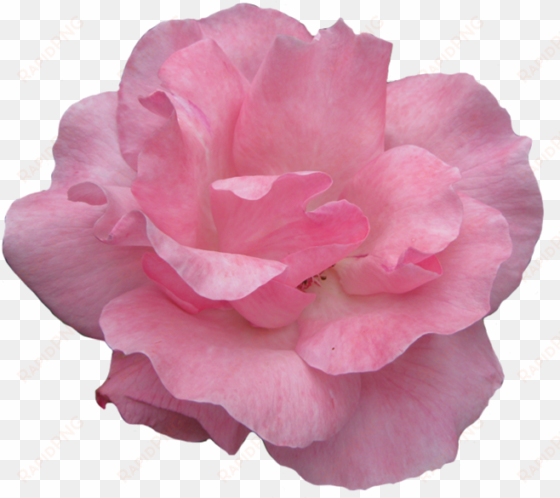 pink rose clipart garden - garden roses