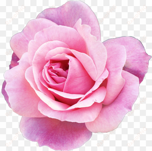 pink rose clipart png tumblr - flower transparent