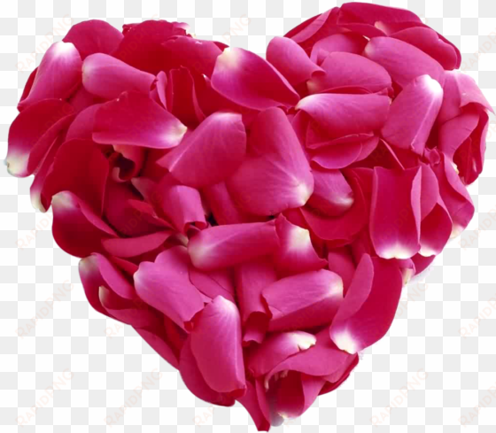 pink rose petal heart png - very beautiful pictures of roses