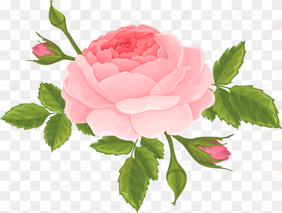 pink rose with buds png clip art image