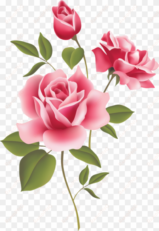 pink roses, a wild irish rose logo - romantic love rose