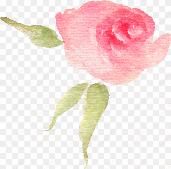 pink watercolor flower bud - garden roses
