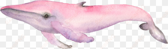 pink whale