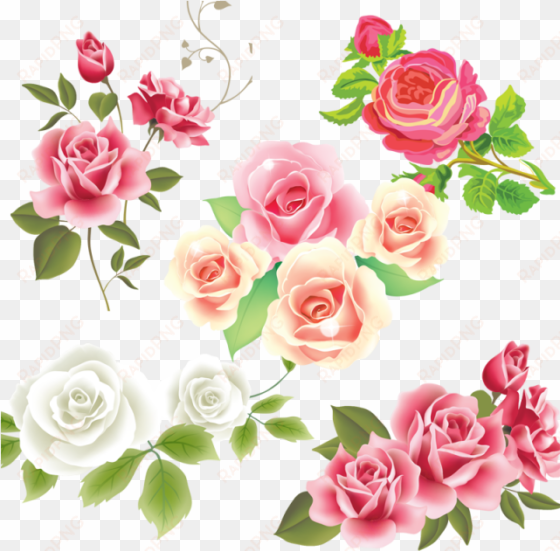 pink white rose flower vector, pink rose, flower, vector - flores desenho vetor png