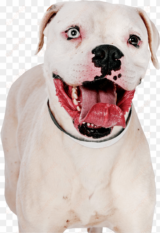 pit bull terrier png image - pitbull with transparent background