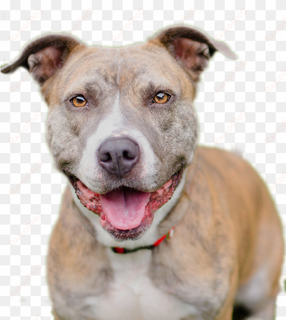 pitbull dog png - happy pitbull png