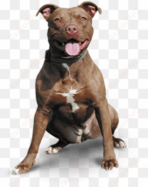 pitbull dog png png black and white library - sales dogs