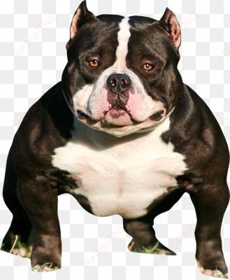 pitbull head png - american bully peso