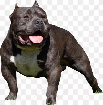 pitbull puppy png download - bully dog transparent