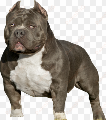 pitbull silhouette png american bully psd detail - american bully 818 concepts