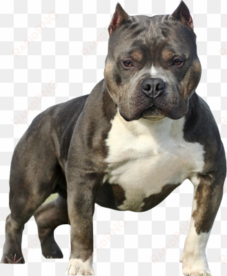 pitbull silhouette png bully psd, free vector - sable tri american bully