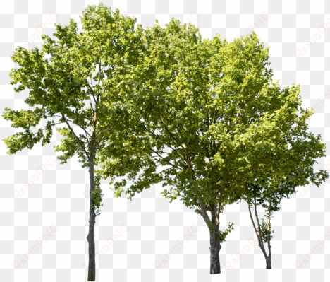 Plane Tree Group Ii - Group Of Trees Png transparent png image