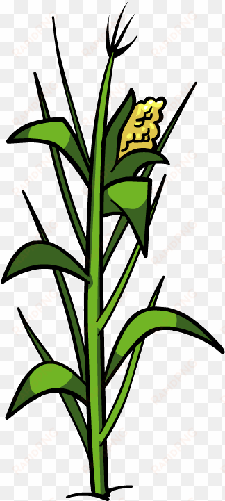 plant clipart corn - corn plant png