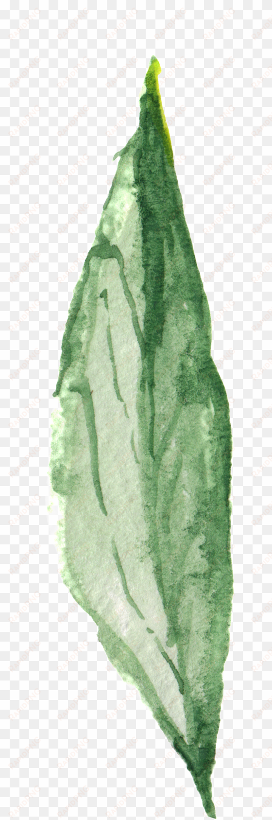 plant green leaf transparent decorative - green