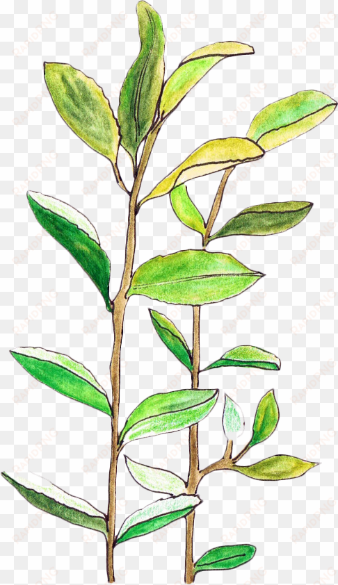 plant leaves illustration - transparent leaves