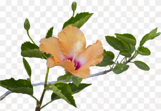 plant png for free download on - flowers and leaves png
