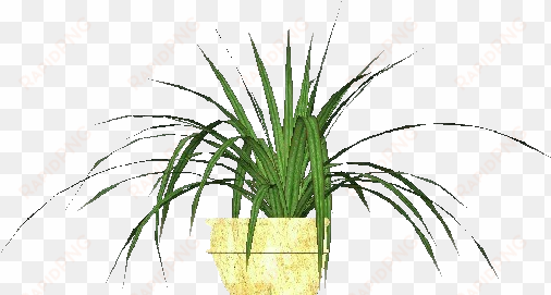 plantas 3d - falangio - tillandsia air plant png