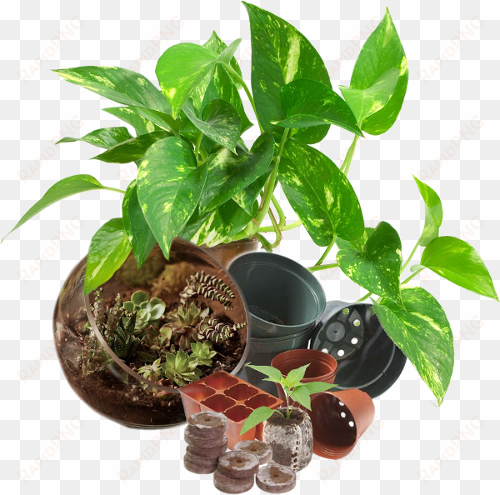 plants as shown below 1/8 cup - money plant