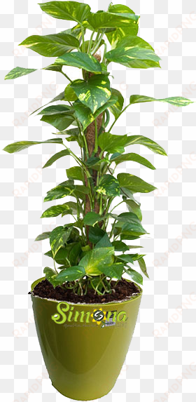 Plants - Money Plant For Office transparent png image