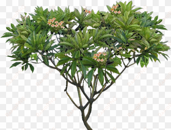 plumeria tree png - plumeria alba tree png