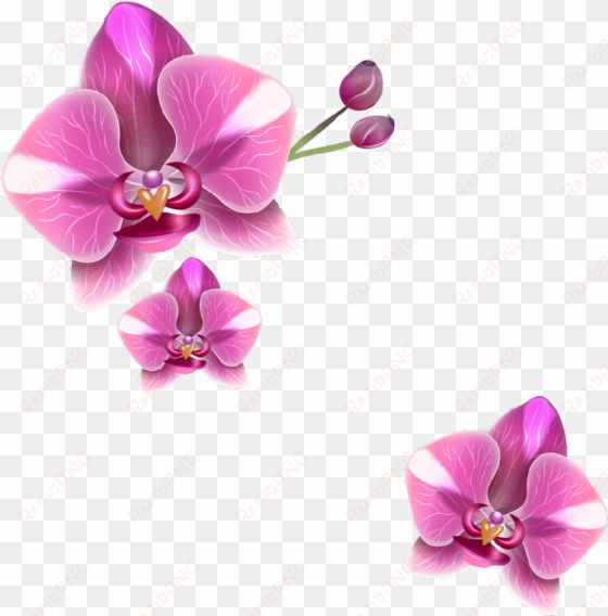 png Клипарт "realistic vector delicate orchids" - delicate