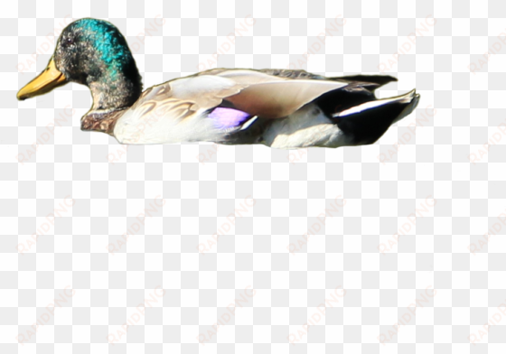 Png Ducks Transparent Images - Duck Png transparent png image