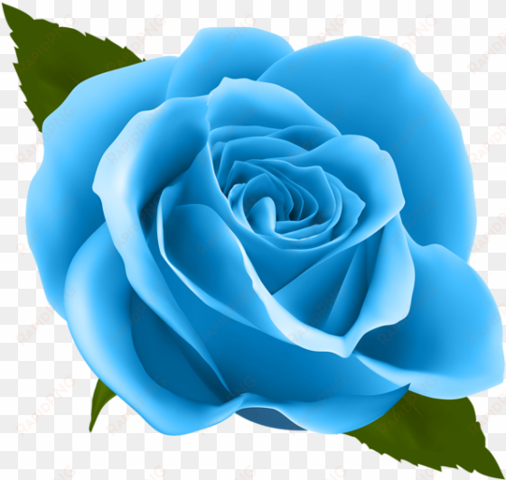 png free blue roses clipart - purple rose png