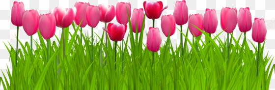 png freeuse stock grass with pink png clip art image - pink tulip flower png