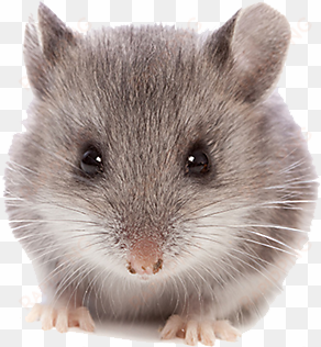 png hd images pluspng mouse animal - mouse animal