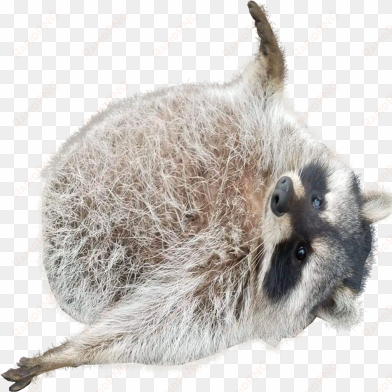 png of the raccoon to save time for others - drawing