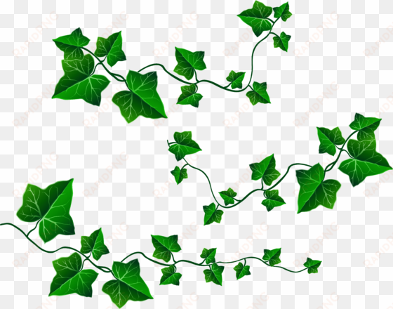 png royalty free stock english ivy clipart - ivy png