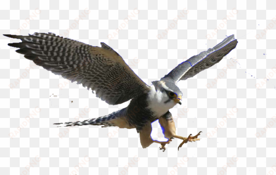 png royalty free stock falcon transparent flying - flying peregrine falcon png