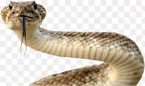 png snake download - sassy snakes with arms