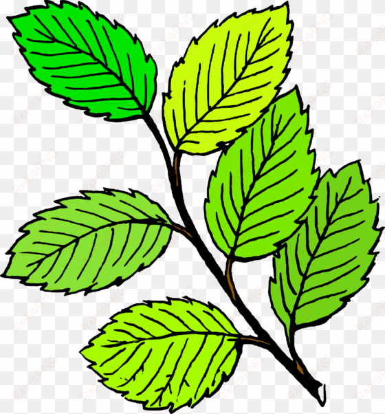 png spring leaf clipart image clipartix - clip art of leaves