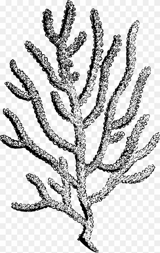 Png Stock Coral Big Image Png - Coral Drawing No Background transparent png image