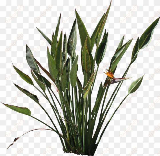 png strelitzia texture - bird of paradise plant png